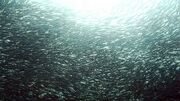 علت تلف شدن ماهی گونه ساردین در ساحل گناوه در دست بررسی است