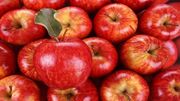 صادرات ۸۵ درصد سیب درختی کشور از گمرکات آذربایجان‌غربی