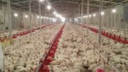 ممنوعیت و محدودیتی برای صادرات مرغ نداریم