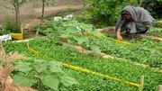اصلاح الگوی غذایی خانوار روستایی با ایجاد باغچه‌های خانگی