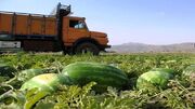 کشاورزان از ناوگان شرکت‌های حمل و نقل مجاز در گلستان استفاده کنند