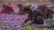 ایران ۹۸ درصد زعفران دنیا را تولید می‌کند