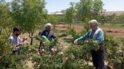 اهدای حاصل گلستان کشاورز خوسفی به نیازمندان