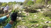 رتبه نخست آذربایجان‌‌غربی در تنوع گونه‌‌های گیاهان دارویی