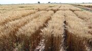 حدود ۳۰۰ هزار هکتار از زمین‌های دیم زنجان به کشت گندم اختصاص دارد