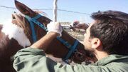 واحد‌های پرورش اسب شهرضا عاری از بیماری مشمشه