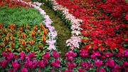 نمایشگاه تخصصی گل و گیاه در مشهد آغاز به کار کرد+تصاویر