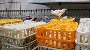 امسال بیش از ۳ میلیون تن گوشت مرغ تولید می‌شود