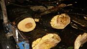 کشف و ضبط یک و نیم تن چوب آلات قاچاق در شهرستان نور