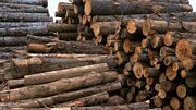 قاچاقچی چوب درختان جنگلی در مهاباد به ۹۷۴ میلیون ریال محکوم شد