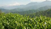 خرید بیش از ۳۱ هزار تن برگ سبز چای از چایکاران شمال