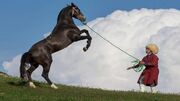 نمایش ۱۵۲ سَر اسب از ۱۳ استان در جشنواره ملی زیبایی اسب اصیل ترکمن