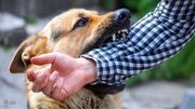 رها سازی دوباره سگ‌های ولگرد عامل اصلی حیوان گزیدگی