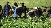 ازسرگیری تخریب مزارع خشخاش در بدخشان