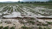 خسارت ۴۳ میلیارد تومانی تگرگ به کشاورزی اسفراین