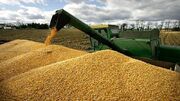 پیش بینی خرید تضمینی ۲۵۰ هزار تن گندم در استان قزوین