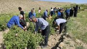 ایجاد اشتغال در کارگاه‌های گلابگیری استان یزد