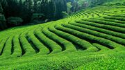 احیای باغات رها شده چای درگیلان