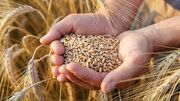 خریداری بیش از ۹۲۵ هزار تن گندم و کلزا از کشاورزان خوزستانی