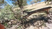 ماجرای قطع ۸۱۲ درخت در بوستان چیتگر و شکار سنجاب چیست؟