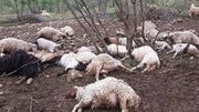 غرق شدن یک گله گوسفند در سیل خراسان رضوی + فیلم