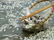 فروش ماهی رودخانه ای در دزفول همچنان ممنوع است