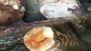 کشف و ضبط ۲ تن چوب قاچاق در شهرستان نور