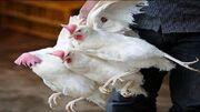 افزایش ۱۰۰ درصدی تولید گوشت مرغ و قطعه جوجه‌ریزی در لرستان