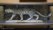بازدید رایگان از موزه حیات وحش پارک ملی بمو