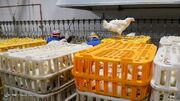 مصرف سالانه مرغ کشور ۲ میلیون و ۵۰۰ هزار تن است