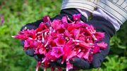 آغاز برداشت گیاه دارویی گل گاوزبان در روستا‌های بخش خضرآباد