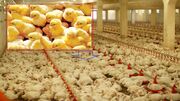 افزایش جوجه ریزی در آذربایجان غربی/کمبودی در تامین گوشت مرغ نداریم