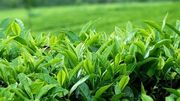 برداشت بیش از ۵۱ هزار تن برگ سبز چای از باغ‌های شمال