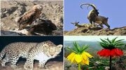 گوشه ای از تنوع جانوری طبیعت لرستان+فیلم