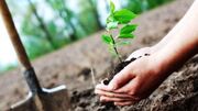 کاشت ۱۵۰ هزار اصله درخت در فضای سبز بروجرد