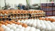 نظارت دامپزشکی قوچان بر صادرات تخم مرغ به افغانستان