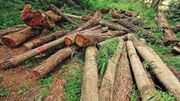 دستگیری قاچاقچی چوب بهشهر در حین قطع درختان ۲۵ ساله