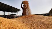 پیش بینی خرید پنج هزار تن گندم مازاد بر مصرف از کشاورزان یزدی
