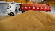 پیش بینی برداشت ۳۳ هزار تن گندم در استان یزد