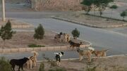 دغدغه هرمزگانی‌ها از جولان آزادانه سگ‌های ولگرد در معابر