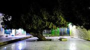 نمایی از درخت ۹۰۰ ساله گز در امامزاده احمد (ع) روستای جزه + فیلم