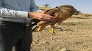 تحویل یک بهله پرنده شکاری مصدوم به محیط زیست شهرستان گرگان