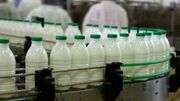 فرآوری بیش از یک سوم شیر تولیدی خراسان جنوبی