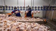 بهره مندی از ظرفیت شرکت‌های صادرکننده گوشت سفید در چهارمحال و بختیاری