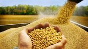 برخورد قانونی با خاطیان توزیع بذر نامرغوب سویا در گلستان