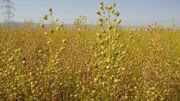 پیش بینی برداشت ۱۵۰۰ تن دانه روغنی کاملینا در مزارع خراسان شمالی