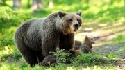 مشاهده ۲ قلاده خرس قهوه‌ای در ارتفاعات جنگلی شرق گیلان