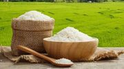 مازندران در صدر تولید برنج سفید در کشور