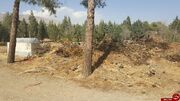 بازگشت حقابه و احیاء درختان پارک جنگلی چیتگر پس از ۱۰ سال