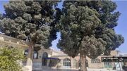 ۹ درخت کهنسال فارس ثبت ملی شدند